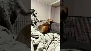 #funny #dogs #pet #dogscats #dog#doglover#doglife