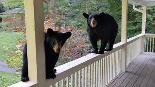 Bear Simone & Cubs — Gate? What Gate?