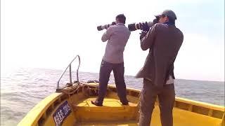 Early Dolphin Surveys in the Mainland China Pearl River Estuary