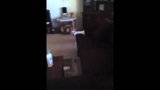 Dog vs. puppy