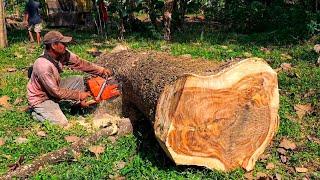 Excellent..️ cutting the trembesi tree from the short chair material