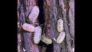 #11. Armadillidium espanyoli “marbleized”