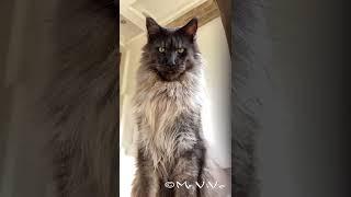 Maine Coon cat Mr. ViVo