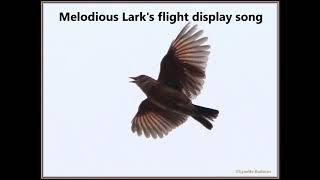 Melodious Lark's flight display song