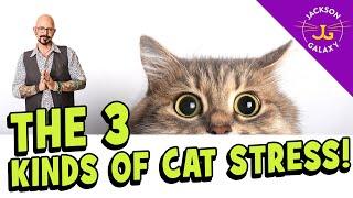 My Cat is Stressed! What You Can Do!