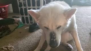 Blind Husky Ivy eats her food with Style