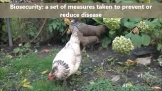 Poultry biosecurity - for urban and backyard bird owners