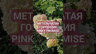 Ливинг Пинки Промис - метельчатая гортензия. Полное описание сорта.Гортензия Living Pinky Promise