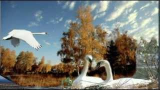 "Лебеди  летят "  автор  песни   Ян   Райбург
