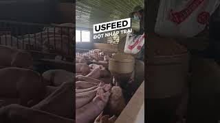 nuôi cám #heo nào cho có lãi cao#usfeed #cargill #channuoiheo #feed