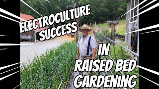 ELECTROCULTURE SUCCESS IN RAISED BED GARDENING !!!  #ELECTROCULTURE; #PLANTSURGE; #RAISEDBEDGARDEN