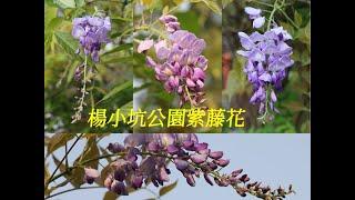 2021楊小坑花園紫藤花