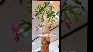 #엽선선인장짜르기전.후#게발선인장#선이옷수선#나훈아#공