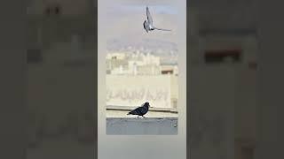 flying bird  photography #photography