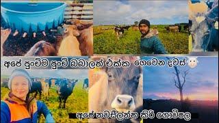 පුංචි පැටවුනට  කිරි පොවමු ||Dairy farming In New zealand