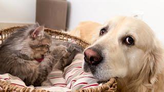 Golden Retriever is Expecting the birth of Baby Kittens from a Pregnant Cat