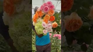 Beautiful harvesting colourful roses flowers (23/5)