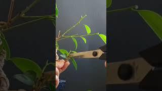 Close-up of ficus bonsai defoliation #ficusbonsai #ficus #bonsaitree