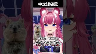 【煌Kirali】豹媽認證矮袋鼠！ #vtuber #vtuber中文 #台V #台灣Vtuber #煌Kirali #煌Kirali精華