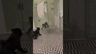 Watch Hilton Waldorf Astoria Paris Give an Unexpectedly Adorable Puppy Pug a Bathroom Adventure!