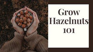 Grow Hazelnuts For Humans and Wildlife