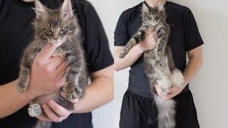 Maine Coon Albus Growing Up (13 Weeks - 6 Months)