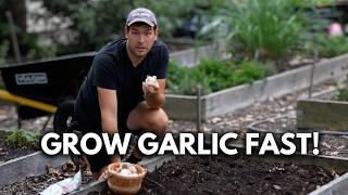 Everything I Wish I Knew About Planting Garlic As a Beginner