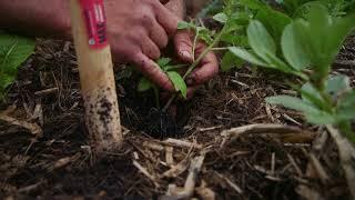 Planting My First Tomatoes For Spring 2024