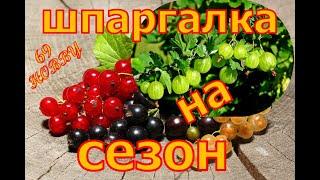 УХОД за СМОРОДИНОЙ и КРЫЖОВНИКОМ! Шпаргалка на сезон!