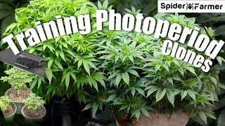 How I Grow Photoperiods -2- Training Clones to Bloom - Spiderfarmer SE3000+Supplemental + SF2000 Kit