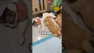 Golden Retriever and Mother Cat Swap Their Babies 