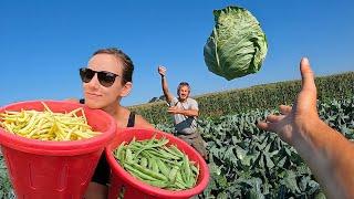 Family Farm Dream Harvest