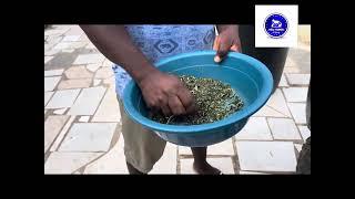 How to prepare pawpaw/papaya leaf powder for rabbit