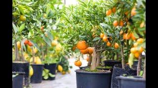 Como plantar Frutífera em Vaso