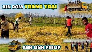 Quanglinhvlogs ||  Số Lượng Lớn Rơm Được Cung Cấp Bởi Trang Trại Anh Linh Philip