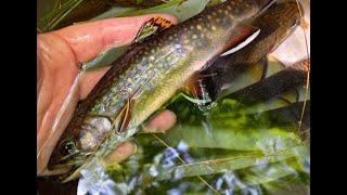 Non native species and brook trout segment: science-based management