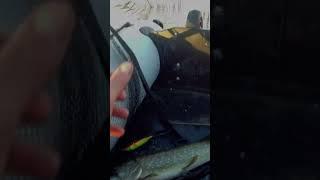 Какой монстр в карповой подсадке осенью #рибалка #fishing #рыбалка #shorts