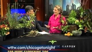 WTTW Fall Gardening Tips with Eliza Fournier