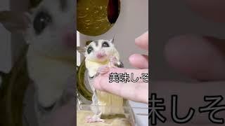 こんなに美味しそうに食べる？#フクモモ #フクロモモンガ