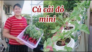 Tận dụng hủ nhựa chậu mini trồng củ cải đỏ mini rất dễ thương và làm món ăn cũng ngon