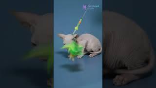 Adopt Kai: The Rare Red Point Canadian Sphynx Kitten  Hairless & Hypoallergenic! #SphynxKitten