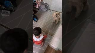 한일부부 강아지교육 #귀여움 #cute #baby #vlog #국제부부 #한일부부 #애견