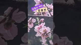 김용빈 #우중의 여인 야산중턱에 핀 복숭아꽃 #아이미