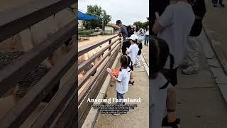 많이 업그레이드된 안성팜랜드에서 하루종일 놀기#팜랜드#안성#백호#혜나#9세#6세아이