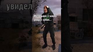 Маленький Сталкер увидел собак... #STALKER #ТеньЧернобыля
