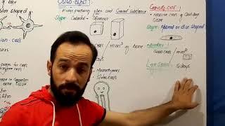 Connective Tissue | Cells of Connective Tissue | Chondrocyte cell | What are Chondrocyte cells