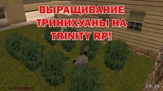 Выращивание тринихуаны на Trinity RP - Полный гайд