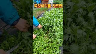 쑥갓한번심어 가을까지먹기