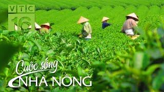 Nông dân kiểu mẫu ở vùng chè Khe Cốc | VTC16