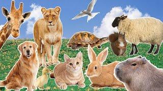 Lovely moments of familiar animals and animal sounds: dogs, chickens, elephants, cats